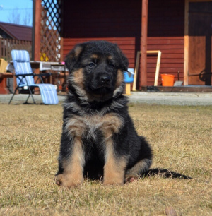 Foto №2 zu Ankündigung № 2044 zu verkaufen deutscher schäferhund - einkaufen Russische Föderation vom kindergarten
