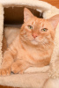 Zusätzliche Fotos: Die prächtige Katze Orange ist bereit, Ihr persönlicher Sonnenschein zu werden.