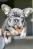 Foto №2 zu Ankündigung № 124734 zu verkaufen französische bulldogge - einkaufen USA 