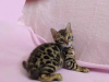 Foto №1. bengal katzenrasse - zum Verkauf in der Stadt Portland | 615€ | Ankündigung № 65844