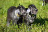 Foto №1. bedlington terrier - zum Verkauf in der Stadt Луховицы | 986€ | Ankündigung № 106821