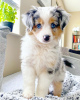 Foto №2 zu Ankündigung № 88791 zu verkaufen australian shepherd - einkaufen Estland quotient 	ankündigung