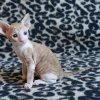 Foto №1. cornish rex - zum Verkauf in der Stadt Helsinki | 400€ | Ankündigung № 114215