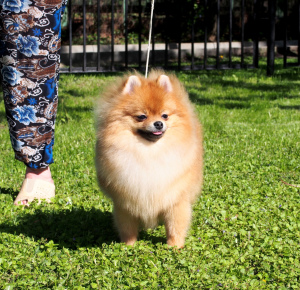 Foto №3. Boy Pomeranian Spitz zu verkaufen. Russische Föderation