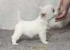 Foto №3. Kennel bietet West Highland White Terrier-Welpen an. Moldawien