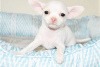 Foto №3. Entzückende Chihuahua-Welpen zur kostenlosen Adoption. Deutschland