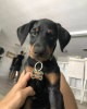 Foto №1. dobermann - zum Verkauf in der Stadt Riga | 450€ | Ankündigung № 83374