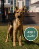 Foto №1. mischlingshund - zum Verkauf in der Stadt Krasnogorsk | Frei | Ankündigung № 10991