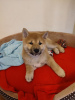 Foto №3. Shiba Inu Welpe weiblich. Polen