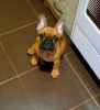 Foto №3. französische Bulldog Welpen. Serbien