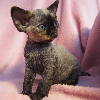 Foto №1. devon rex - zum Verkauf in der Stadt Krakau | 1000€ | Ankündigung № 114804