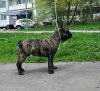 Foto №3. Französische Bulldogge (RKF/FCI) - umgekehrter Tiger (79959037777). Russische Föderation