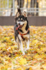 Foto №1. siberian husky - zum Verkauf in der Stadt Москва | Frei | Ankündigung № 123982