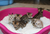 Zusätzliche Fotos: Bengal Cats-Kätzchen sind jetzt zur Adoption verfügbar