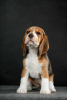 Foto №2 zu Ankündigung № 61906 zu verkaufen beagle - einkaufen Ukraine quotient 	ankündigung, züchter