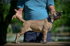 Foto №3. Cane Corso-Welpen. Serbien