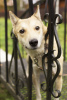 Foto №2 zu Ankündigung № 13954 zu verkaufen mischlingshund - einkaufen Russische Föderation quotient 	ankündigung