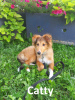 Foto №2 zu Ankündigung № 113895 zu verkaufen shetland sheepdog - einkaufen Estland vom kindergarten