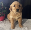 Foto №4. Ich werde verkaufen golden retriever in der Stadt Mainz. quotient 	ankündigung, vom kindergarten, aus dem tierheim, züchter - preis - 500€