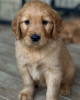 Foto №2 zu Ankündigung № 110037 zu verkaufen golden retriever - einkaufen Deutschland züchter