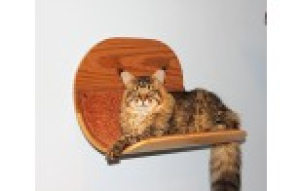 Foto №1. Hängematte für Katzen "Wood" sieht eher aus wie ein Bett. in der Stadt Москва. Price - Verhandelt. Ankündigung № 999