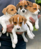 Foto №2 zu Ankündigung № 123832 zu verkaufen jack russell terrier - einkaufen Finnland quotient 	ankündigung, züchter