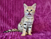 Zusätzliche Fotos: Caracal-Serval- und F1-Savannah-Kätzchen verfügbar