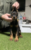 Foto №3. Dobermann-Welpen. Serbien