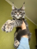 Foto №1. maine-coon-katze - zum Verkauf in der Stadt Würzburg | 379€ | Ankündigung № 97753