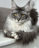 Foto №4. Ich werde verkaufen maine-coon-katze in der Stadt Laredo. quotient 	ankündigung - preis - 473€