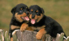 Foto №2 zu Ankündigung № 70360 zu verkaufen rottweiler - einkaufen Schweden züchter