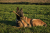 Zusätzliche Fotos: Belgischer Schäferhund Malinois Welpen