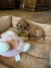 Foto №3. Getestete American Cocker Spaniel-Welpen zur Adoption. Niederlande