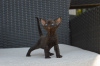 Foto №4. Ich werde verkaufen devon rex in der Stadt Мадрид. quotient 	ankündigung, züchter - preis - 380€