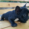 Foto №2 zu Ankündigung № 32405 zu verkaufen französische bulldogge - einkaufen Deutschland quotient 	ankündigung
