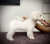 Foto №3. Bichon-Friesian-Welpe. Serbien