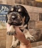 Foto №1. rottweiler - zum Verkauf in der Stadt Texas City | 284€ | Ankündigung № 105243