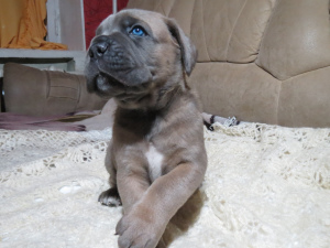 Foto №1. cane corso italiano - zum Verkauf in der Stadt Murmansk | Verhandelt | Ankündigung № 3955