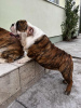 Foto №3. Englische Bulldogge, Premium-Welpen. Serbien