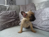 Zusätzliche Fotos: Jetzt eine gesunde Französische Bulldogge zur Adoption