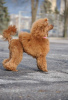 Zusätzliche Fotos: Toy Poodle Welpe Rotbrauner Junge