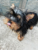 Foto №1. biewer terrier, yorkshire terrier - zum Verkauf in der Stadt Riga | 450€ | Ankündigung № 108994