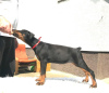 Foto №3. Dobermann-Welpen. Serbien