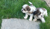 Foto №2 zu Ankündigung № 106803 zu verkaufen shih tzu - einkaufen Polen züchter