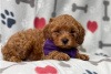 Foto №3. Wunderschöne Cavapoo-Welpen zur kostenlosen Adoption. Deutschland