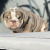 Foto №3. Erstaunliche englische Bulldoggenwelpen zur Adoption. Deutschland