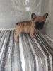 Zusätzliche Fotos: Französische Bulldog welpen