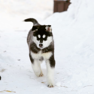 Foto №1. siberian husky - zum Verkauf in der Stadt Nowosibirsk | 249€ | Ankündigung № 6229