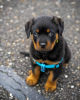 Foto №2 zu Ankündigung № 120149 zu verkaufen rottweiler - einkaufen Finnland quotient 	ankündigung, züchter