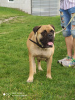 Foto №2 zu Ankündigung № 105253 zu verkaufen bullmastiff - einkaufen Serbien züchter